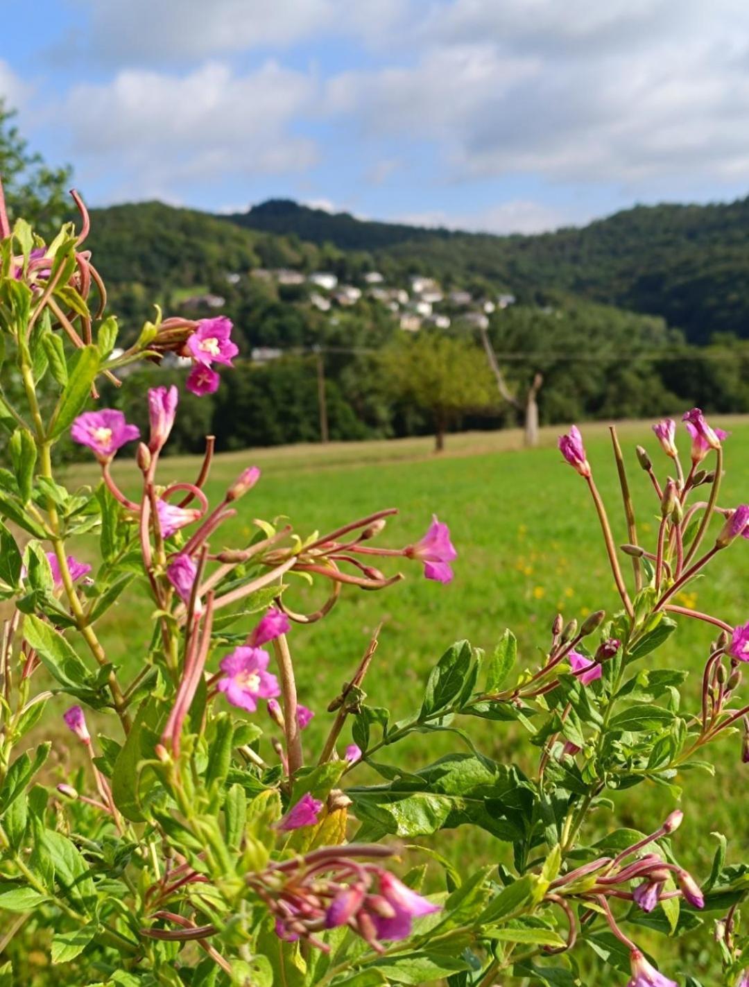 Ferienwohnung Zum Maerchenwald Bergfreiheit Eksteriør bilde